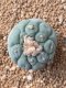 Lophophora fricii takenaka super white size 2.5-4.5 cm JAPAN import 8 years old - can give flower and seed including PHYTOSANITARY CERTIFICATES AND CITES DOCUMENT