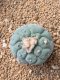 Lophophora fricii takenaka super white size 2.5-4.5 cm JAPAN import 8 years old - can give flower and seed including PHYTOSANITARY CERTIFICATES AND CITES DOCUMENT