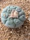 Lophophora fricii takenaka super white size 2.5-4.5 cm JAPAN import 8 years old - can give flower and seed including PHYTOSANITARY CERTIFICATES AND CITES DOCUMENT