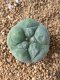 Lophophora fricii takenaka super white size 2.5-4.5 cm JAPAN import 8 years old - can give flower and seed including PHYTOSANITARY CERTIFICATES AND CITES DOCUMENT