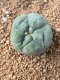 Lophophora fricii takenaka super white size 2.5-4.5 cm JAPAN import 8 years old - can give flower and seed including PHYTOSANITARY CERTIFICATES AND CITES DOCUMENT