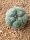 Lophophora fricii takenaka super white size 2.5-4.5 cm JAPAN import 8 years old - can give flower and seed including PHYTOSANITARY CERTIFICATES AND CITES DOCUMENT