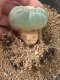 Lophophora fricii takenaka super white size 2.5-4.5 cm JAPAN import 8 years old - can give flower and seed including PHYTOSANITARY CERTIFICATES AND CITES DOCUMENT