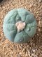 Lophophora fricii takenaka super white size 2.5-4.5 cm JAPAN import 8 years old - can give flower and seed including PHYTOSANITARY CERTIFICATES AND CITES DOCUMENT