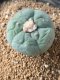 Lophophora fricii takenaka super white size 2.5-4.5 cm JAPAN import 8 years old - can give flower and seed including PHYTOSANITARY CERTIFICATES AND CITES DOCUMENT