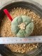 Lophophora fricii takenaka super white size 2.5-4.5 cm JAPAN import 8 years old - can give flower and seed including PHYTOSANITARY CERTIFICATES AND CITES DOCUMENT