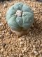 Lophophora fricii takenaka super white size 2.5-4.5 cm JAPAN import 8 years old - can give flower and seed including PHYTOSANITARY CERTIFICATES AND CITES DOCUMENT