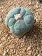 Lophophora fricii takenaka super white size 2.5-4.5 cm JAPAN import 8 years old - can give flower and seed including PHYTOSANITARY CERTIFICATES AND CITES DOCUMENT