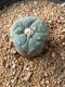 Lophophora fricii takenaka super white size 2.5-4.5 cm JAPAN import 8 years old - can give flower and seed including PHYTOSANITARY CERTIFICATES AND CITES DOCUMENT