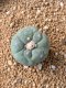 Lophophora fricii takenaka super white size 2.5-4.5 cm JAPAN import 8 years old - can give flower and seed including PHYTOSANITARY CERTIFICATES AND CITES DOCUMENT