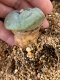 Lophophora fricii takenaka super white size 2.5-4.5 cm JAPAN import 8 years old - can give flower and seed including PHYTOSANITARY CERTIFICATES AND CITES DOCUMENT