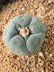 Lophophora fricii takenaka super white size 2.5-4.5 cm JAPAN import 8 years old - can give flower and seed including PHYTOSANITARY CERTIFICATES AND CITES DOCUMENT