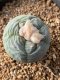 Lophophora fricii takenaka super white size 2.5-4.5 cm JAPAN import 8 years old - can give flower and seed including PHYTOSANITARY CERTIFICATES AND CITES DOCUMENT