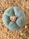 Lophophora fricii takenaka super white size 2.5-4.5 cm JAPAN import 8 years old - can give flower and seed including PHYTOSANITARY CERTIFICATES AND CITES DOCUMENT