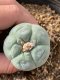 Lophophora fricii takenaka super white size 2.5-4.5 cm JAPAN import 8 years old - can give flower and seed including PHYTOSANITARY CERTIFICATES AND CITES DOCUMENT