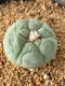 Lophophora fricii takenaka super white size 2.5-4.5 cm JAPAN import 8 years old - can give flower and seed including PHYTOSANITARY CERTIFICATES AND CITES DOCUMENT