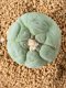 Lophophora fricii takenaka super white size 2.5-4.5 cm JAPAN import 8 years old - can give flower and seed including PHYTOSANITARY CERTIFICATES AND CITES DOCUMENT