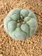 Lophophora fricii takenaka super white size 2.5-4.5 cm JAPAN import 8 years old - can give flower and seed including PHYTOSANITARY CERTIFICATES AND CITES DOCUMENT