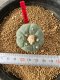 Lophophora fricii takenaka super white size 2.5-4.5 cm JAPAN import 8 years old - can give flower and seed including PHYTOSANITARY CERTIFICATES AND CITES DOCUMENT
