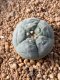 Lophophora fricii takenaka super white size 2.5-4.5 cm JAPAN import 8 years old - can give flower and seed including PHYTOSANITARY CERTIFICATES AND CITES DOCUMENT