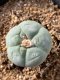 Lophophora fricii takenaka super white size 2.5-4.5 cm JAPAN import 8 years old - can give flower and seed including PHYTOSANITARY CERTIFICATES AND CITES DOCUMENT