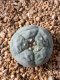 Lophophora fricii takenaka super white size 2.5-4.5 cm JAPAN import 8 years old - can give flower and seed including PHYTOSANITARY CERTIFICATES AND CITES DOCUMENT