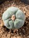 Lophophora fricii takenaka super white size 2.5-4.5 cm JAPAN import 8 years old - can give flower and seed including PHYTOSANITARY CERTIFICATES AND CITES DOCUMENT