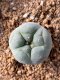 Lophophora fricii takenaka super white size 2.5-4.5 cm JAPAN import 8 years old - can give flower and seed including PHYTOSANITARY CERTIFICATES AND CITES DOCUMENT