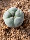 Lophophora fricii takenaka super white size 2.5-4.5 cm JAPAN import 8 years old - can give flower and seed including PHYTOSANITARY CERTIFICATES AND CITES DOCUMENT