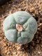 Lophophora fricii takenaka super white size 2.5-4.5 cm JAPAN import 8 years old - can give flower and seed including PHYTOSANITARY CERTIFICATES AND CITES DOCUMENT