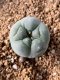 Lophophora fricii takenaka super white size 2.5-4.5 cm JAPAN import 8 years old - can give flower and seed including PHYTOSANITARY CERTIFICATES AND CITES DOCUMENT