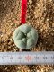 Lophophora fricii takenaka super white size 2.5-4.5 cm JAPAN import 8 years old - can give flower and seed including PHYTOSANITARY CERTIFICATES AND CITES DOCUMENT