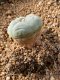 Lophophora fricii takenaka super white size 2.5-4.5 cm JAPAN import 8 years old - can give flower and seed including PHYTOSANITARY CERTIFICATES AND CITES DOCUMENT