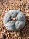 Lophophora fricii takenaka super white size 2.5-4.5 cm JAPAN import 8 years old - can give flower and seed including PHYTOSANITARY CERTIFICATES AND CITES DOCUMENT