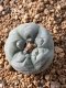 Lophophora fricii takenaka super white size 2.5-4.5 cm JAPAN import 8 years old - can give flower and seed including PHYTOSANITARY CERTIFICATES AND CITES DOCUMENT