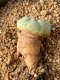 Lophophora fricii takenaka super white size 2.5-4.5 cm JAPAN import 8 years old - can give flower and seed including PHYTOSANITARY CERTIFICATES AND CITES DOCUMENT