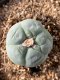 Lophophora fricii takenaka super white size 2.5-4.5 cm JAPAN import 8 years old - can give flower and seed including PHYTOSANITARY CERTIFICATES AND CITES DOCUMENT