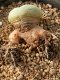 Lophophora fricii takenaka super white size 2.5-4.5 cm JAPAN import 8 years old - can give flower and seed including PHYTOSANITARY CERTIFICATES AND CITES DOCUMENT