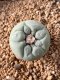 Lophophora fricii takenaka super white size 2.5-4.5 cm JAPAN import 8 years old - can give flower and seed including PHYTOSANITARY CERTIFICATES AND CITES DOCUMENT