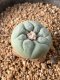 Lophophora fricii takenaka super white size 2.5-4.5 cm JAPAN import 8 years old - can give flower and seed including PHYTOSANITARY CERTIFICATES AND CITES DOCUMENT