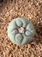 Lophophora fricii takenaka super white size 2.5-4.5 cm JAPAN import 8 years old - can give flower and seed including PHYTOSANITARY CERTIFICATES AND CITES DOCUMENT