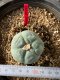 Lophophora fricii takenaka super white size 2.5-4.5 cm JAPAN import 8 years old - can give flower and seed including PHYTOSANITARY CERTIFICATES AND CITES DOCUMENT