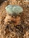 Lophophora fricii takenaka super white size 2.5-4.5 cm JAPAN import 8 years old - can give flower and seed including PHYTOSANITARY CERTIFICATES AND CITES DOCUMENT