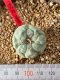 Lophophora fricii takenaka super white size 2.5-4.5 cm JAPAN import 8 years old - can give flower and seed including PHYTOSANITARY CERTIFICATES AND CITES DOCUMENT