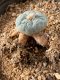 Lophophora fricii takenaka super white size 2.5-4.5 cm JAPAN import 8 years old - can give flower and seed including PHYTOSANITARY CERTIFICATES AND CITES DOCUMENT