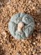 Lophophora fricii takenaka super white size 2.5-4.5 cm JAPAN import 8 years old - can give flower and seed including PHYTOSANITARY CERTIFICATES AND CITES DOCUMENT