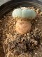 Lophophora fricii takenaka super white size 2.5-4.5 cm JAPAN import 8 years old - can give flower and seed including PHYTOSANITARY CERTIFICATES AND CITES DOCUMENT