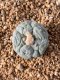 Lophophora fricii takenaka super white size 2.5-4.5 cm JAPAN import 8 years old - can give flower and seed including PHYTOSANITARY CERTIFICATES AND CITES DOCUMENT