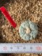 Lophophora fricii takenaka super white size 2.5-4.5 cm JAPAN import 8 years old - can give flower and seed including PHYTOSANITARY CERTIFICATES AND CITES DOCUMENT