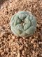 Lophophora fricii takenaka super white size 2.5-4.5 cm JAPAN import 8 years old - can give flower and seed including PHYTOSANITARY CERTIFICATES AND CITES DOCUMENT